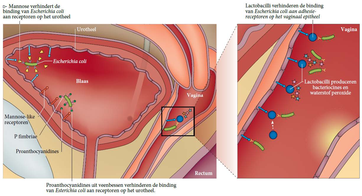 Vaginale gezondheid