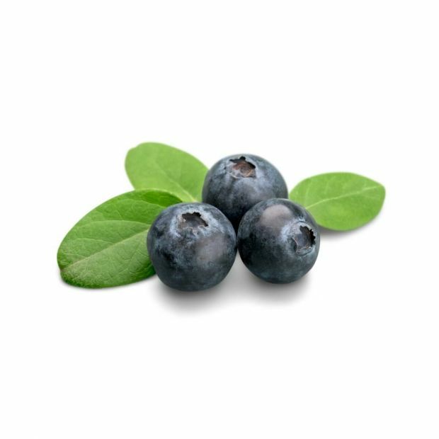 Blauwe bosbes