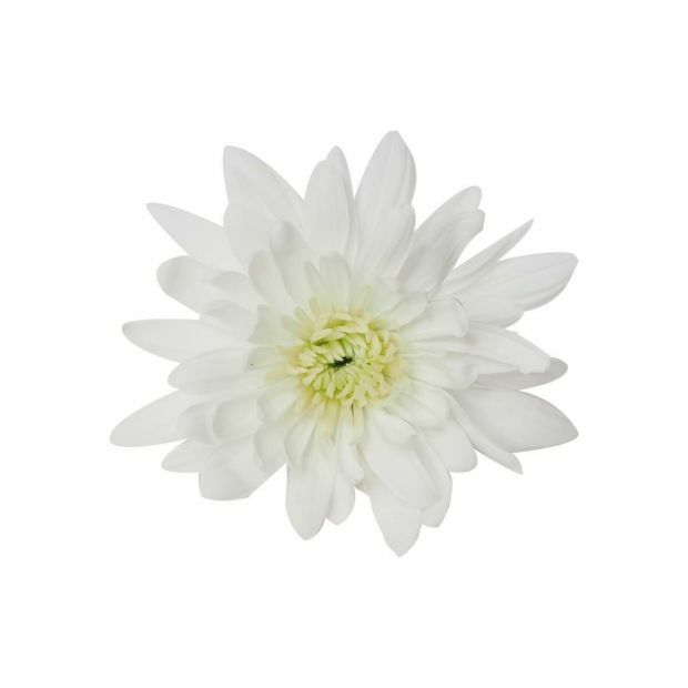 Chrysant