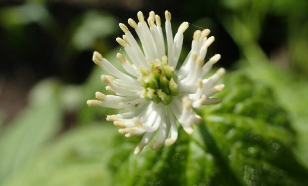 Canadese geelwortel