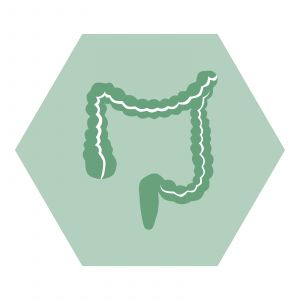 https://www.nutriphyt.be/media/cache/dakzilla_intervention/ed13834a9169072acc73ea0ff847ff35/Darmen.jpg