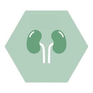 https://www.nutriphyt.be/media/cache/dakzilla_intervention/ed13834a9169072acc73ea0ff847ff35/Urinewegen.jpg